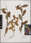 Foto von Salix daphnoides Vill.